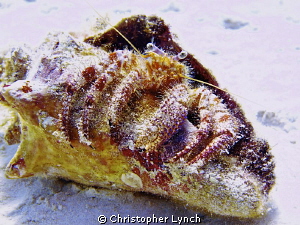starry eyed hermit crab in a conch shell naturallight ful... by Christopher Lynch 